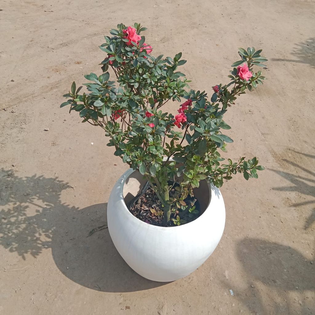 ATUL11609 - Azalea (any colour) in 14 Inch Classy White Matka fiber Pot