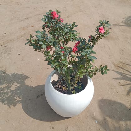 Buy Azalea (any colour) in 14 Inch Classy White Matka Fibre Pot Online | Urvann.com