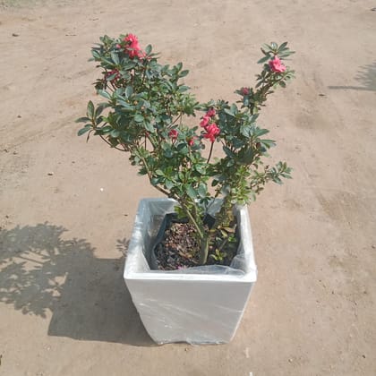 Buy Azalea (any colour) in 12 Inch Classy White Square Fibre Pot Online | Urvann.com