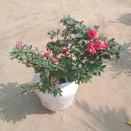 Buy Azalea (any colour) in 13 Inch Classy White Apple Fibre Pot Online | Urvann.com