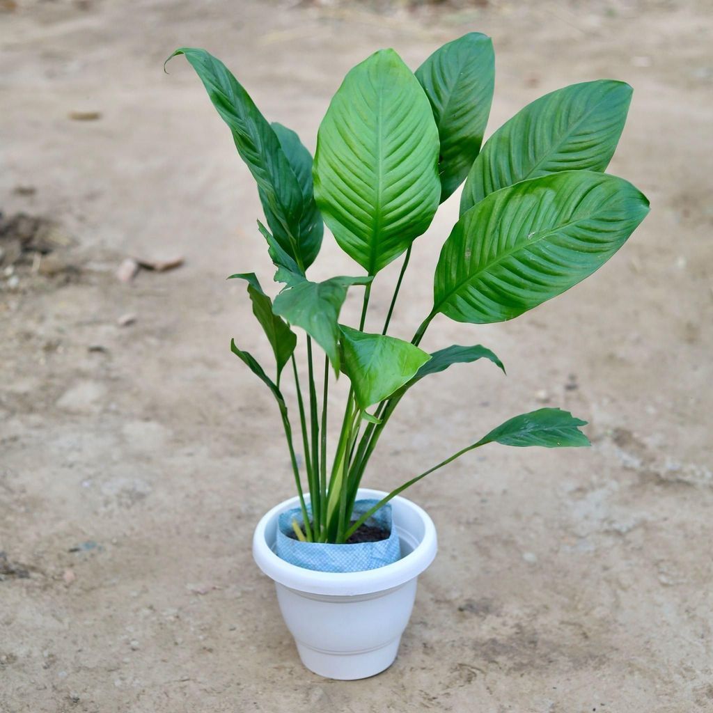 ATUL11645 - Peace Lily in 8 Inch Classy White Plastic Pot