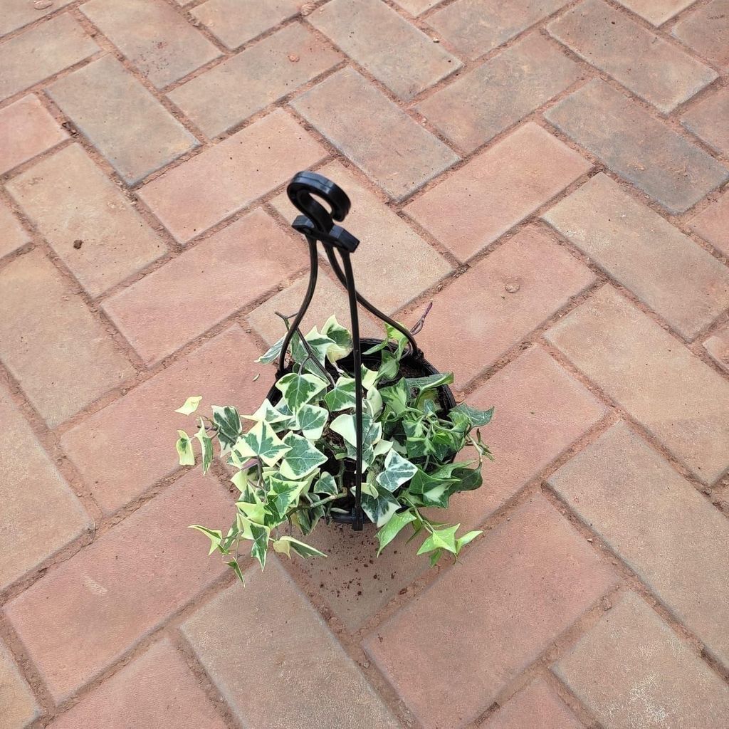 ATUL11665 - English Ivy Succulent in 5 Inch Black Hanging Basket