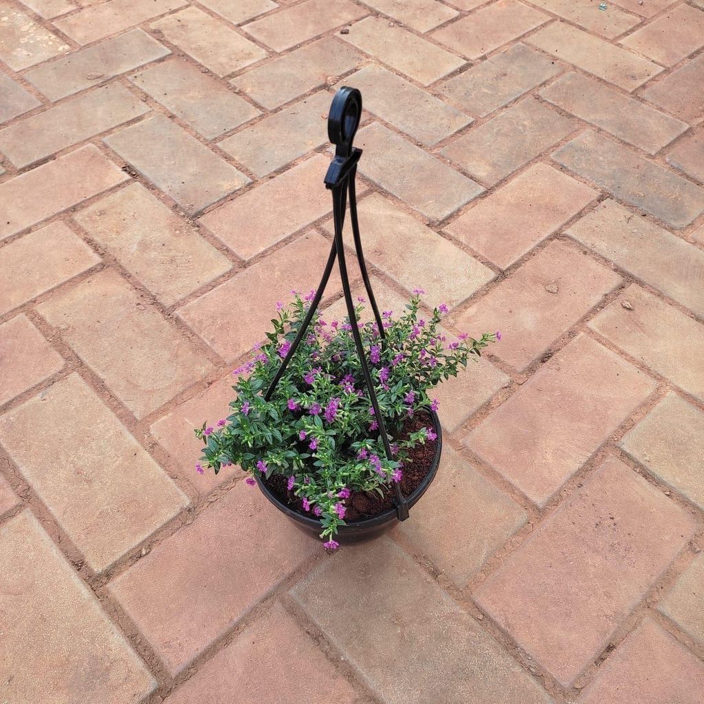 ATUL11673 - Cuphea / False Heather Pink in 5 Inch Black Hanging Basket