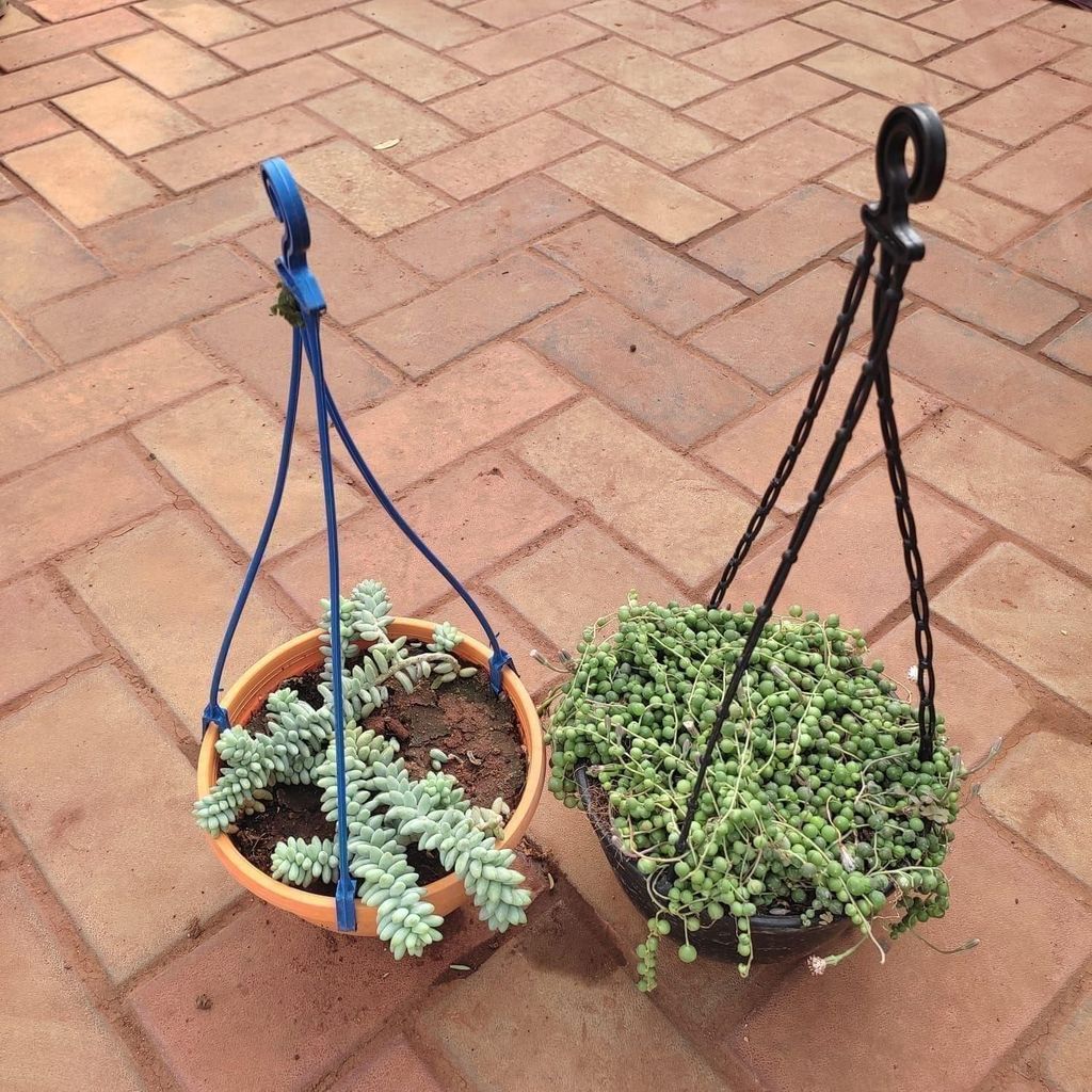 ATUL11700 - Set of 2 - Succulent Hanging Combo (String Of Pearls & Sedum Burrito) in 6 Inch Hanging Basket (any colour)