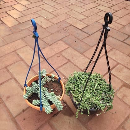 Buy Set of 2 - Succulent Hanging Combo (String Of Pearls & Sedum Burrito) in 6 Inch Hanging Basket (any colour) Online | Urvann.com