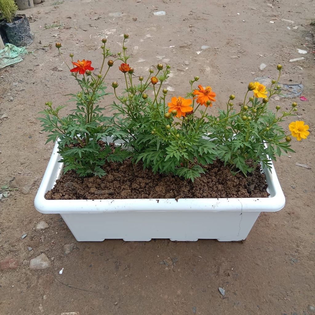 ATUL11521 - Cosmos (any colour) in 17 Inch White Rectangular Window Plastic Planter