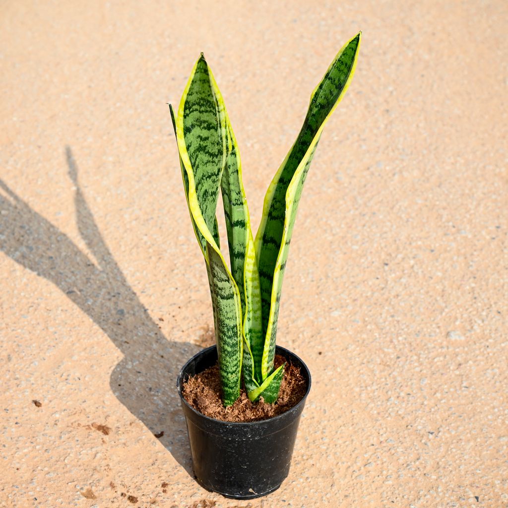 Snake Golden (~ 1.5 Ft) in 6 Inch Nursery Pot