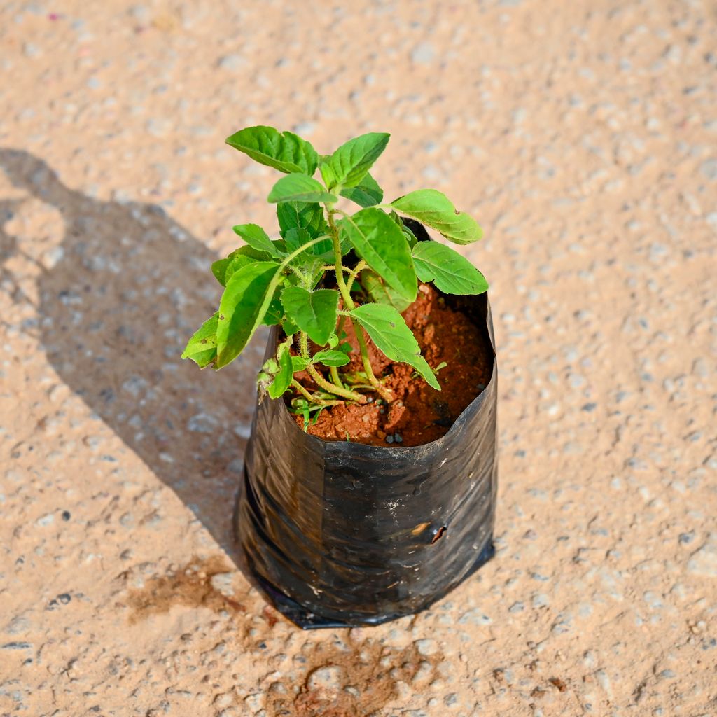 Rama Tulsi in 3 Inch Nursery bag