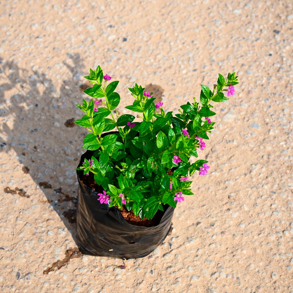 Cuphea / False Heather Pink in 4 Inch Nursery bag