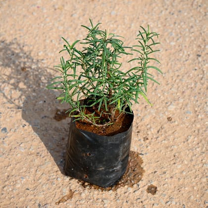 Buy Rosemary in 4 Inch Nursery bag Online | Urvann.com