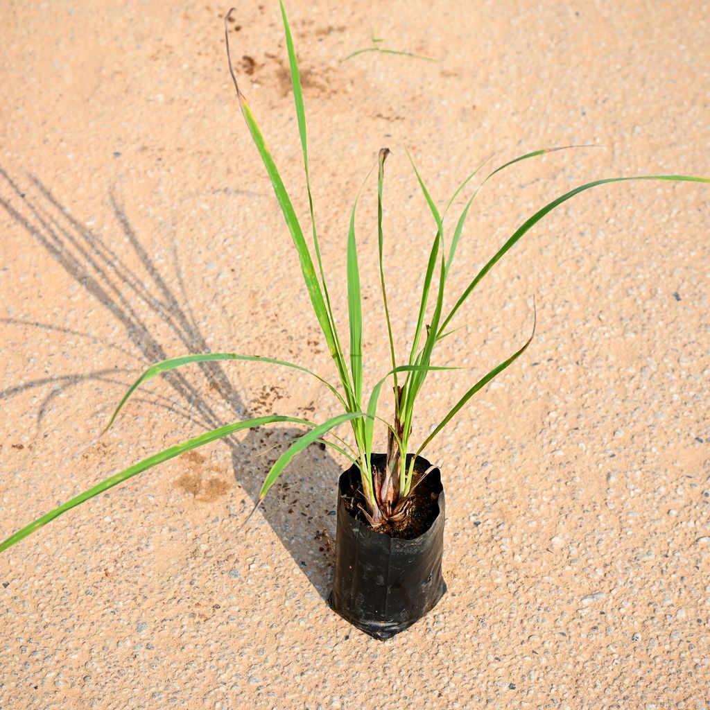 Lemon Grass in 4 Inch Nursery bag