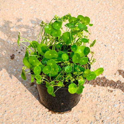 Buy Brahmi Dollar / Pennywort / Coin Plant in 4 Inch Nursery Pot Online | Urvann.com