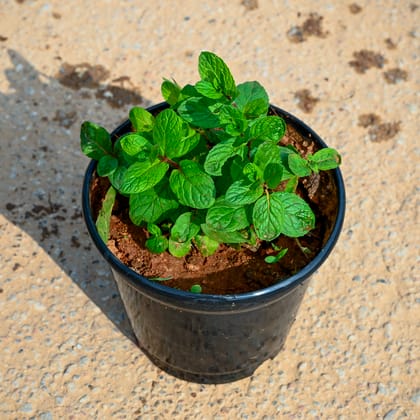 Buy Mint in 5 Inch Nursery Pot Online | Urvann.com