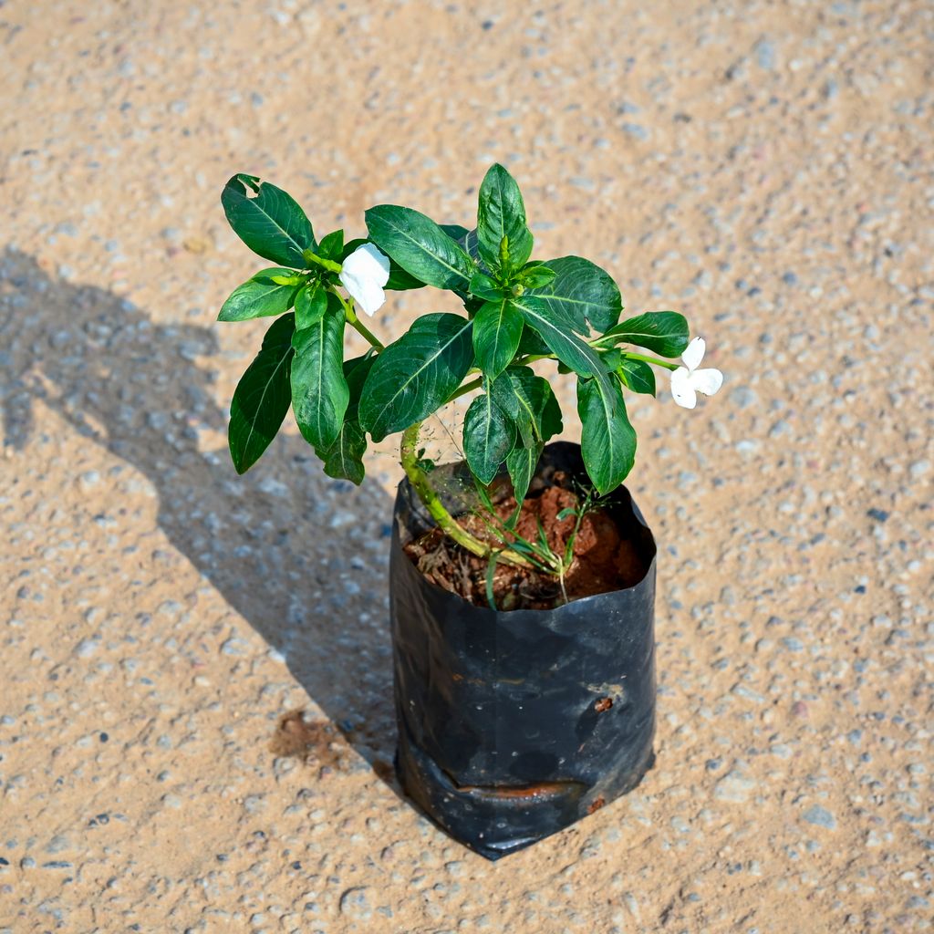 Periwinkle / Vinca / Sadabahar (any colour) in 4 Inch Nursery bag