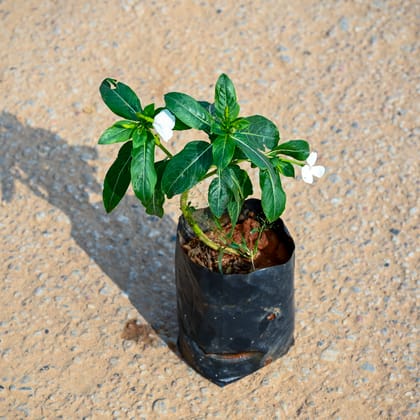 Buy Periwinkle / Vinca / Sadabahar (any colour) in 4 Inch Nursery bag Online | Urvann.com