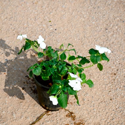 Buy Impatiens Balsamina White in 4 Inch Nursery Pot Online | Urvann.com