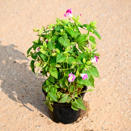 Buy Wishbone / Torenia (any colour) in 5 Inch Nursery Pot Online | Urvann.com