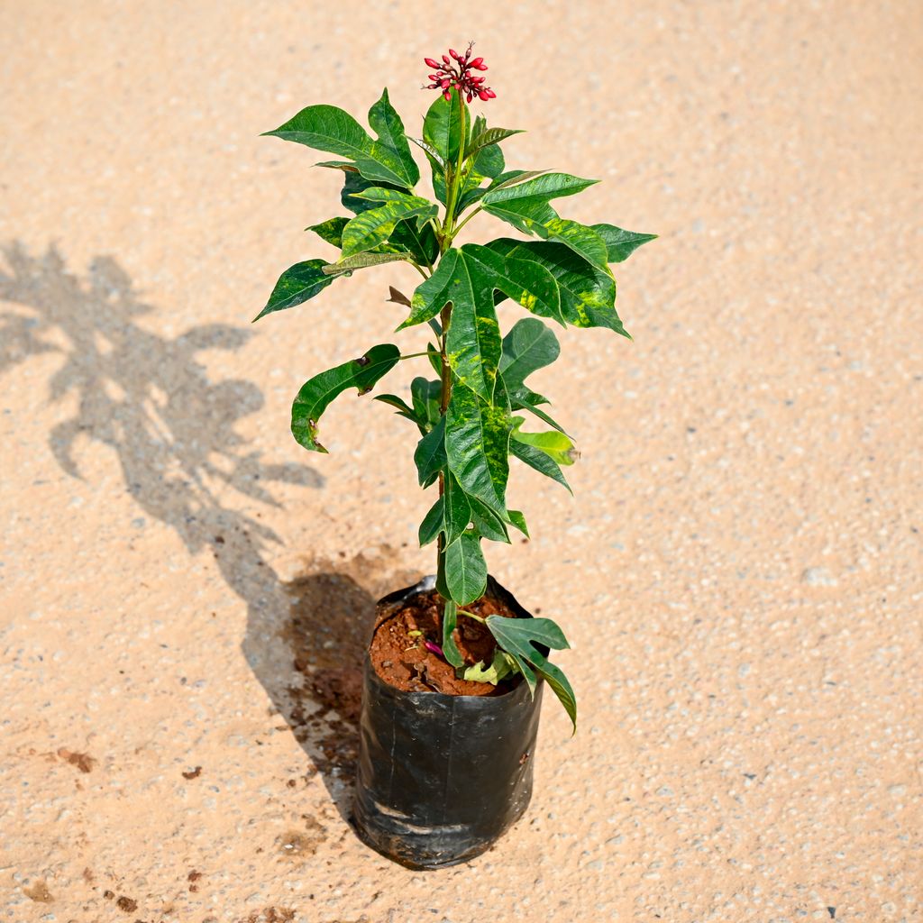 Jatropha / Sundar Rupa Red in 4 Inch Nursery bag