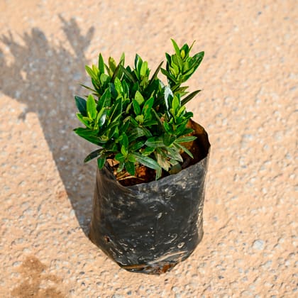 Buy Ixora miniature (any colour) in 4 Inch Nursery bag Online | Urvann.com