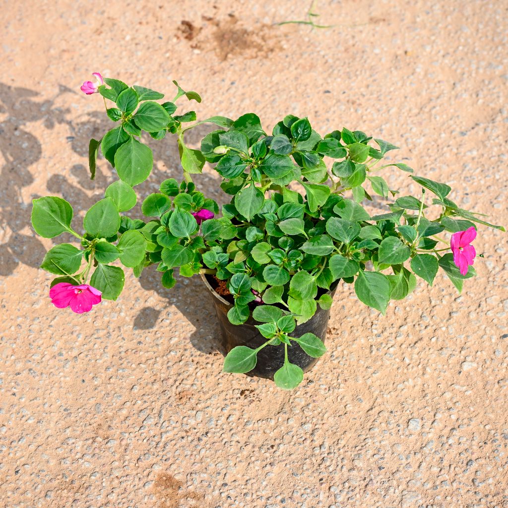 Impatiens Balsamina (Any Colour) in 4 Inch Nursery Pot