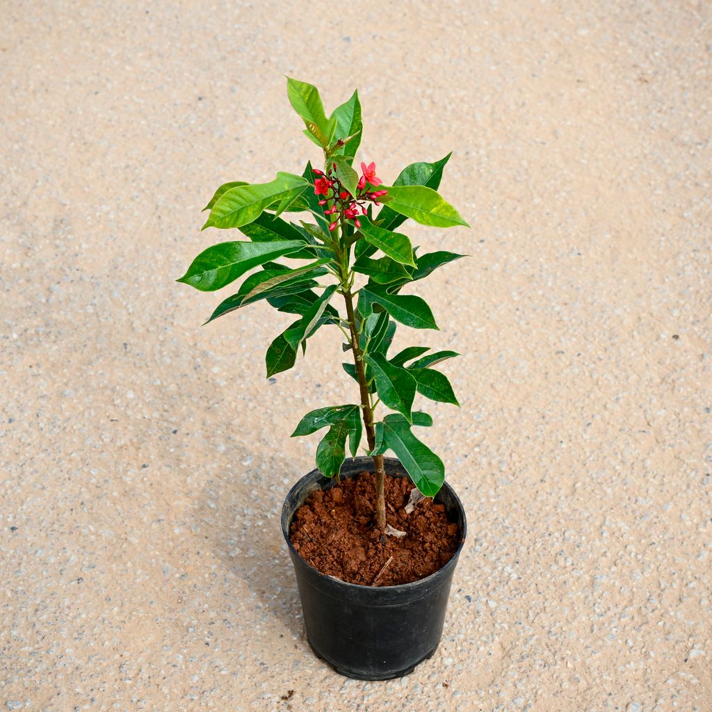 Jatropha / Sundar Rupa Red in 4 Inch Nursery Pot