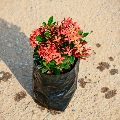 Buy Ixora miniature (any colour) in 4 Inch Nursery bag Online | Urvann.com