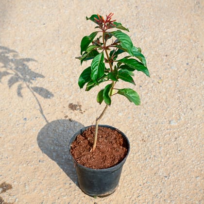 Buy Hamelia / Firebush (~ 1.5 Ft) in 5 Inch Nursery Pot Online | Urvann.com