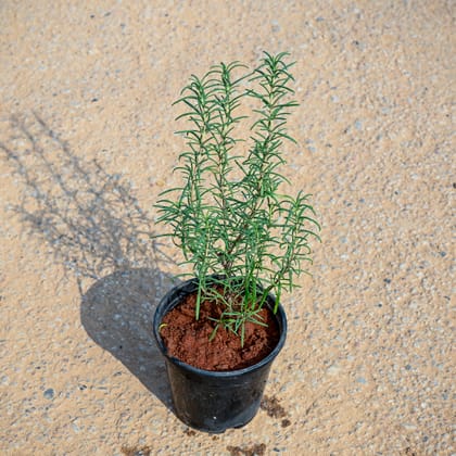 Buy Rosemary in 5 Inch Nursery Pot Online | Urvann.com