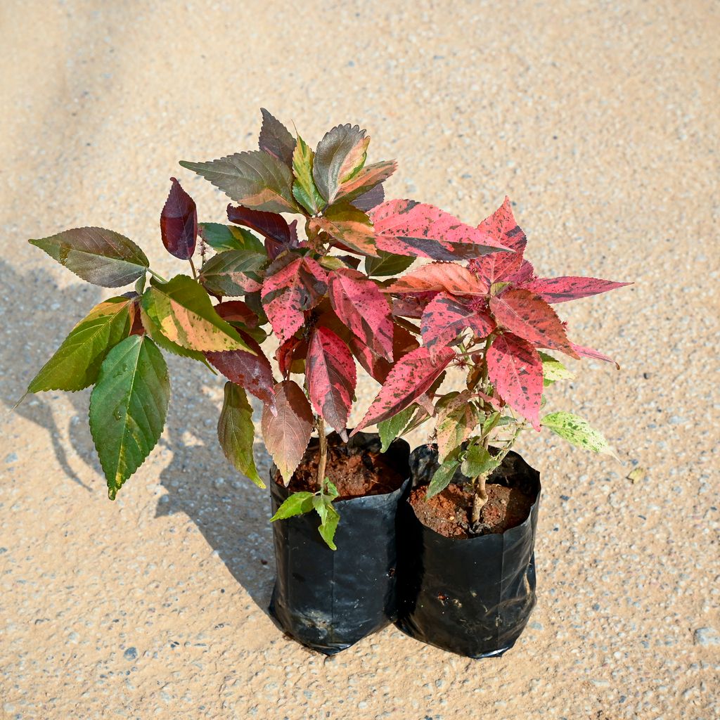 Set of 2 - Acalypha in 3 Inch Nursery bag