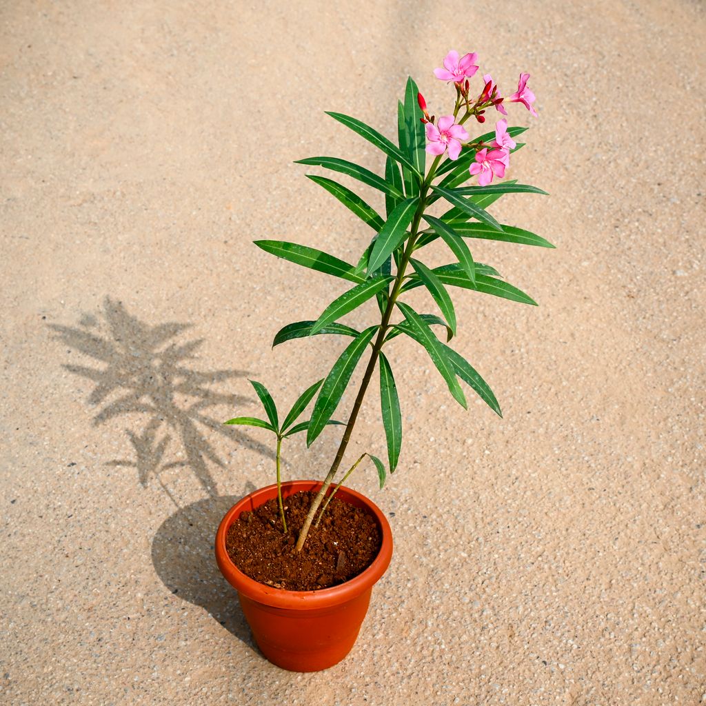 Kaner pink  in 7 Inch Terracotta Red Classy Plastic Pot