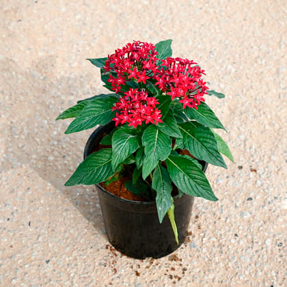 Buy Pentas Red in 5 Inch Nursery Pot Online | Urvann.com