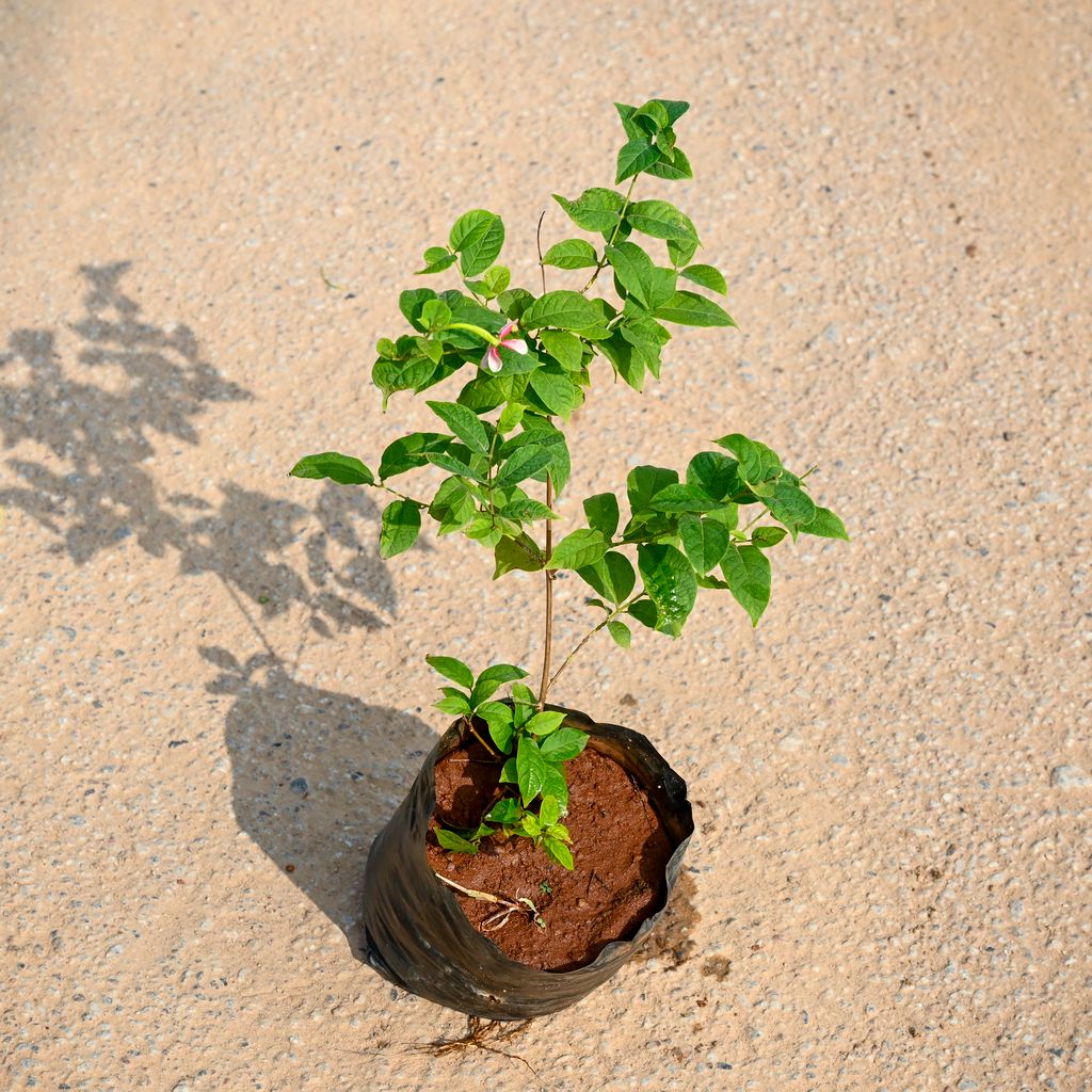 Madhu Malti in 5 Inch Nursery bag