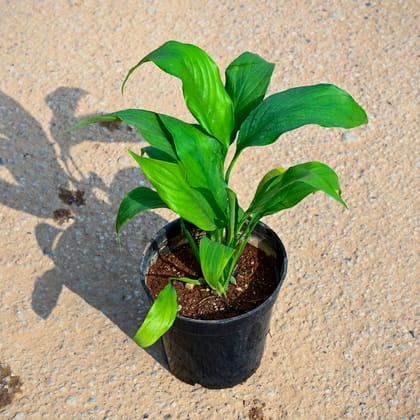 Buy Peace lily in 5 Inch Nursery Pot Online | Urvann.com