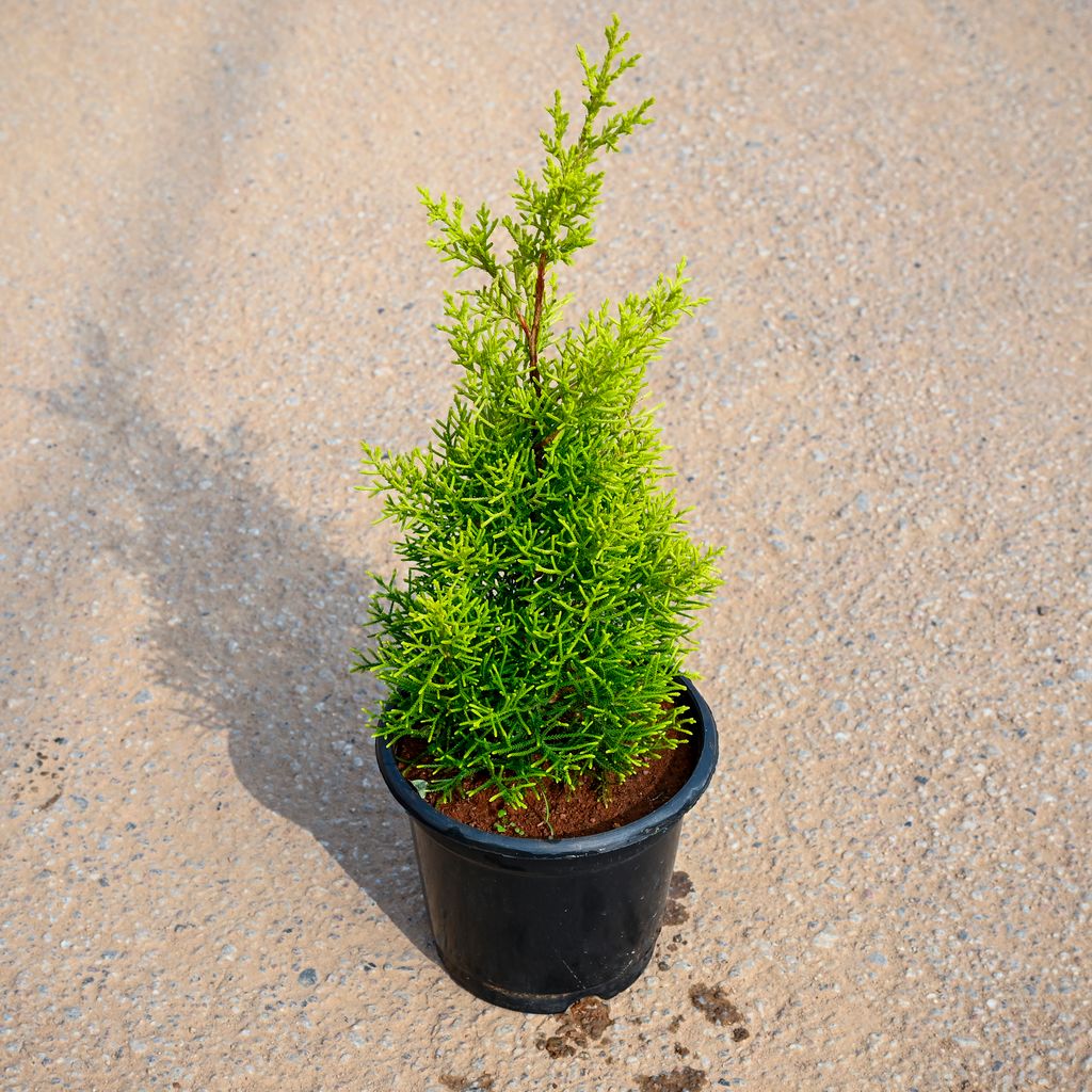 Golden cypress in 6 Inch Nursery Pot