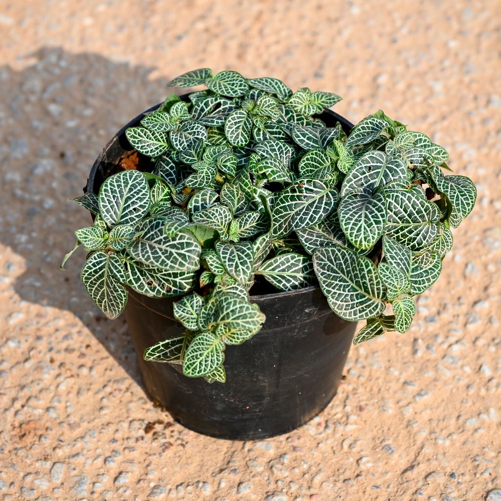 Fittonia / Nerve Plant in 4 Inch Nursery Pot