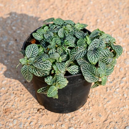 Buy Fittonia / Nerve Plant in 4 Inch Nursery Pot Online | Urvann.com