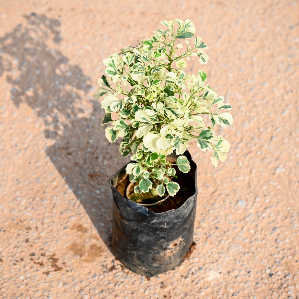 Aralia Variegated in 5 Inch Nursery Pot