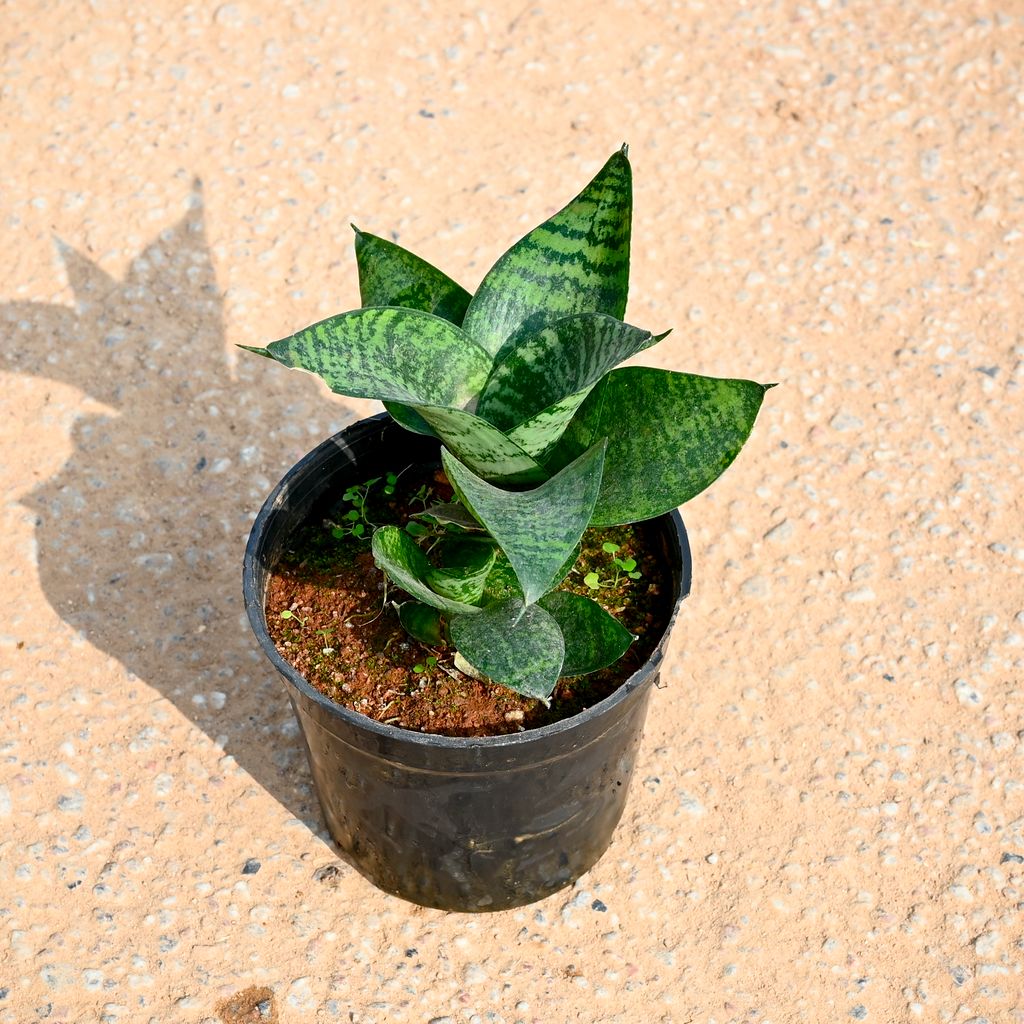 Snake Green in 5 Inch Nursery Pot