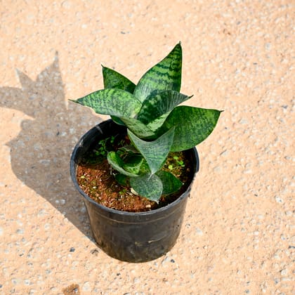 Buy Snake Green in 5 Inch Nursery Pot Online | Urvann.com