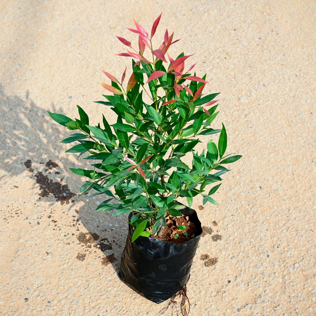 Syzygium / Christina Ficus  in 5 Inch Nursery bag