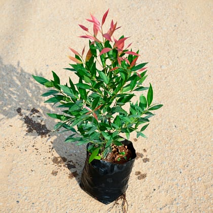 Buy Syzygium / Christina Ficus  in 5 Inch Nursery bag Online | Urvann.com