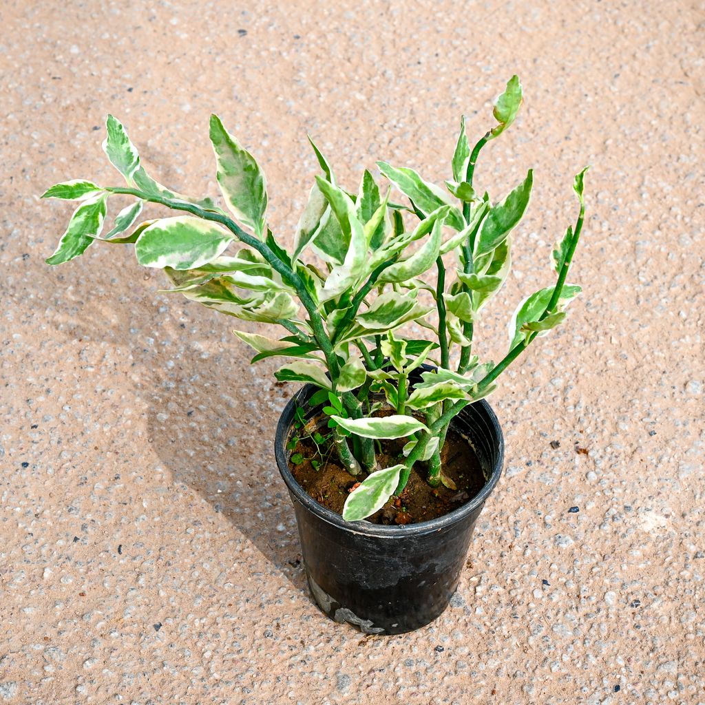 Pedilianthus / Devil's Backbone in 5 Inch Nursery Pot