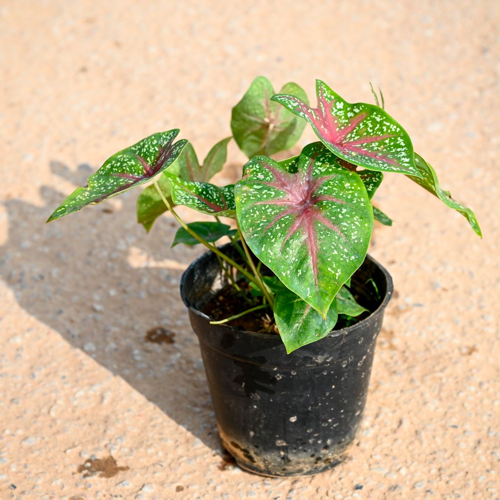 Caladium Green Tip in 5 Inch Nursery Pot