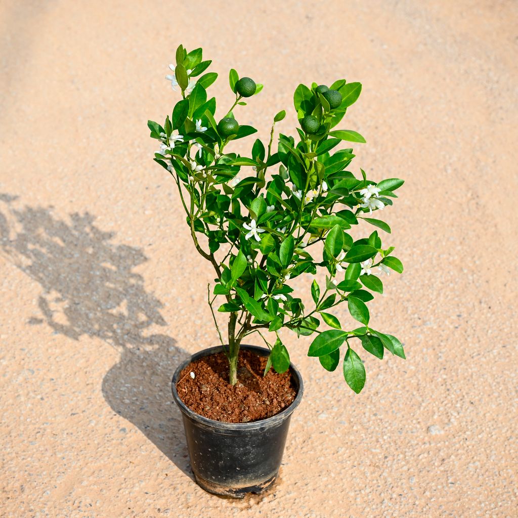 Lemon / Nimbu Plant (~ 2 Ft) in 6 Inch Nursery Pot