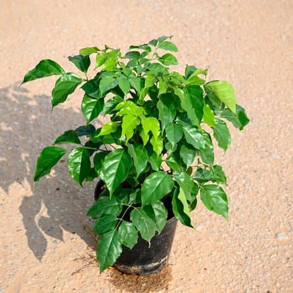 Buy China Doll / Radermachera (~ 2 Ft) in 8 Inch Nursery Pot Online | Urvann.com