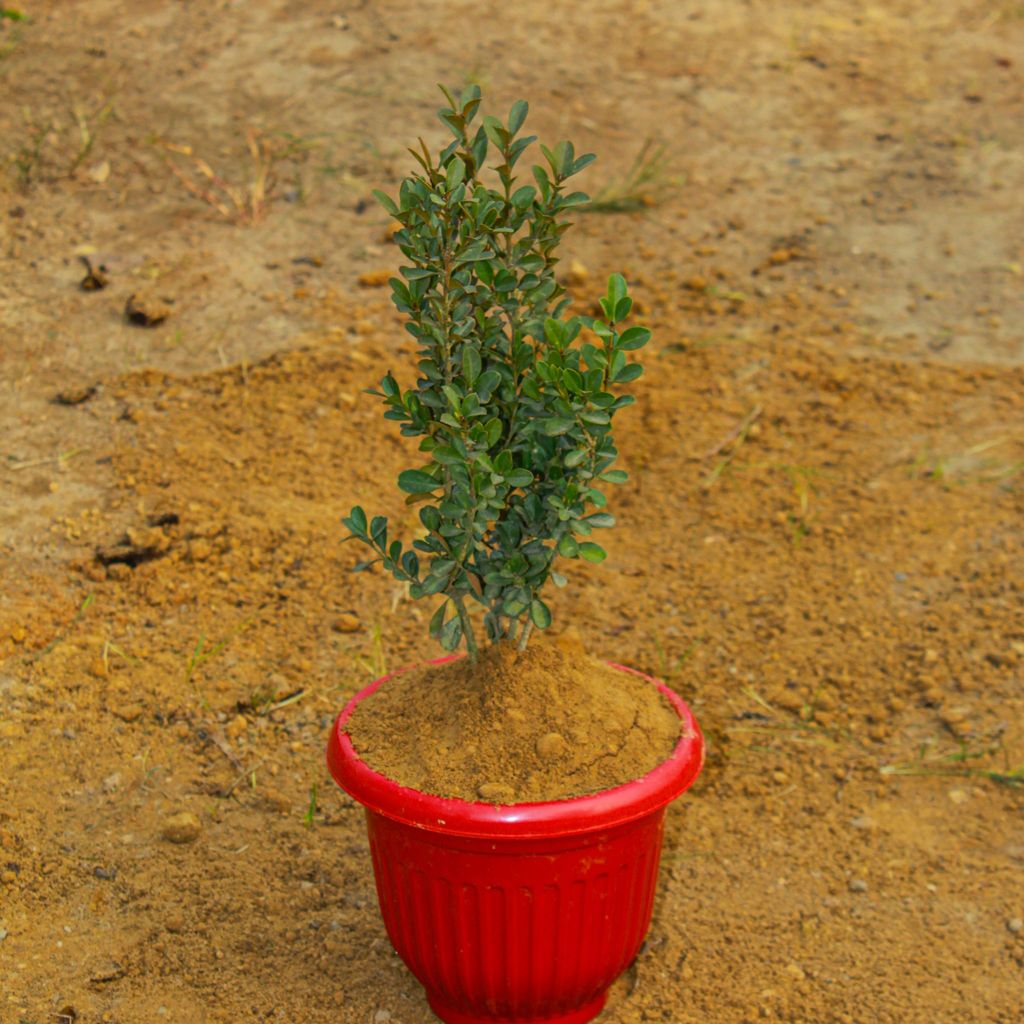 ATUL6521 - Buxus / Boxwood in 8 Inch Terracotta Red Olive Plastic Pot