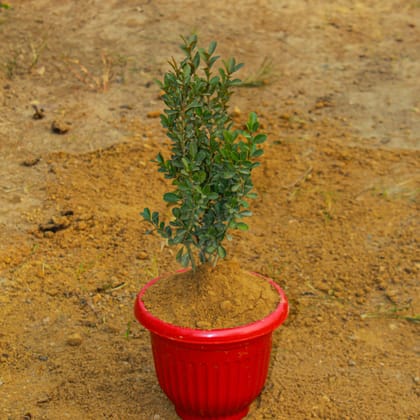 Buy Buxus / Boxwood in 8 Inch Terracotta Red Premium Olive Plastic Pot Online | Urvann.com