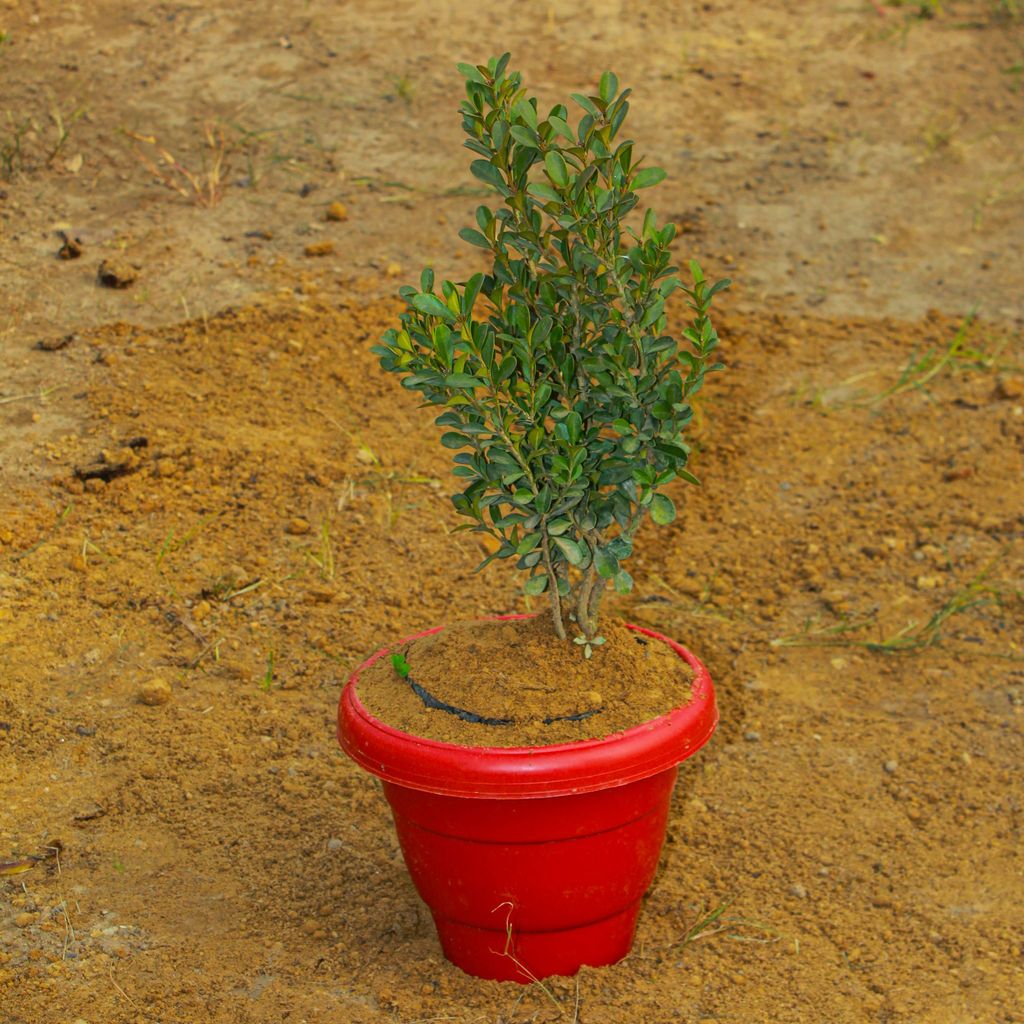 ATUL6522 - Buxus / Boxwood in 8 Inch Terracotta Red Classy Plastic Pot