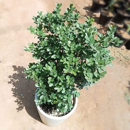 Buy Boxwood / Boxus in 8 Inch White Ceramic Pot Online | Urvann.com