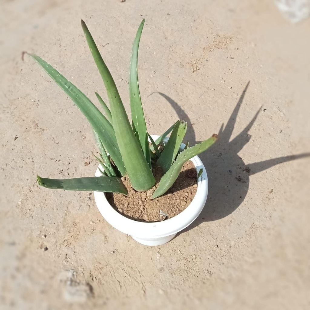 ATUL11462 - Aloe Vera in 8 Inch Classy White Plastic Pot